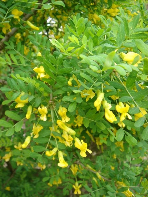 Caragana microphylla P1C (2)